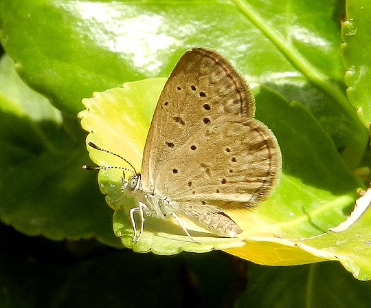 Zizeeria knysna